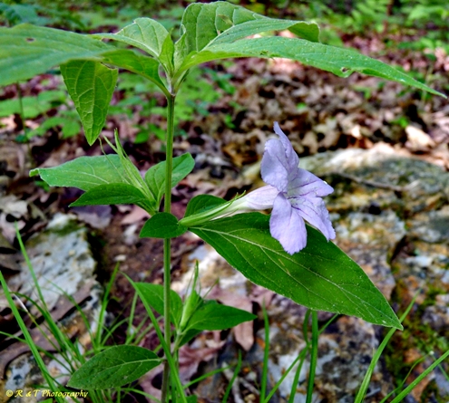 {Ruellia caroliniensis}